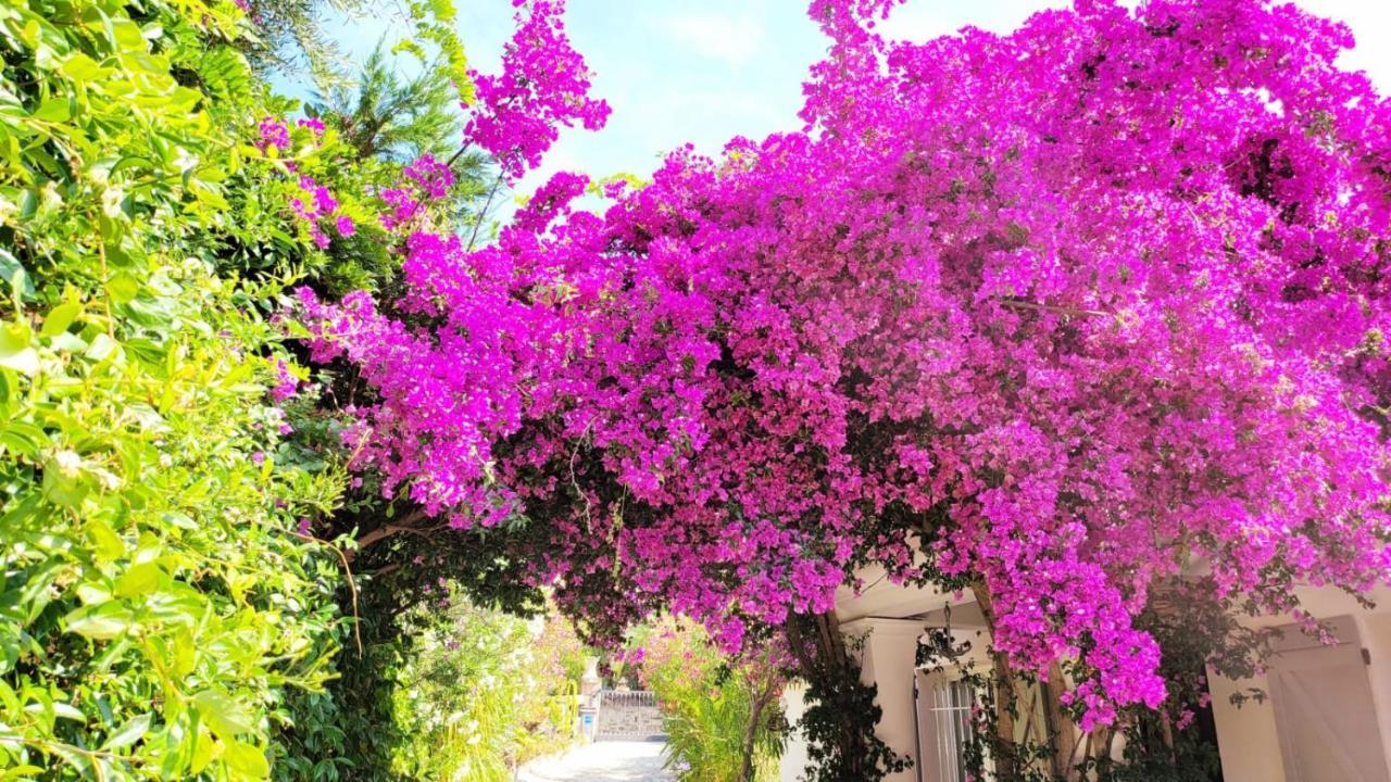 Villa Provencale A Sainte Maxime, Golf De Saint Tropez Exteriör bild